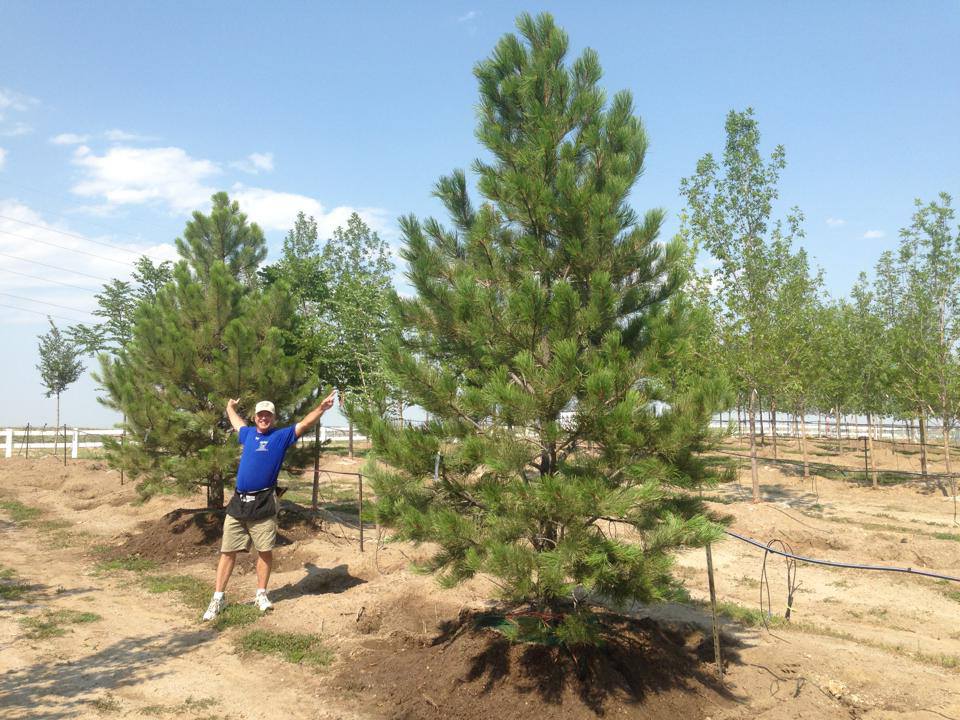 Heidrich’s Colorado Tree Farm Nursery LLC: farm photo