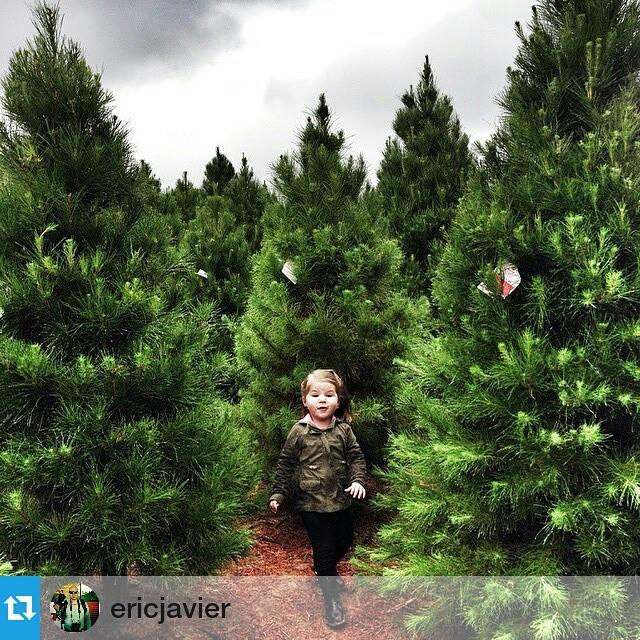 Peltzer Pines – Brea Tree Farm: farm photo