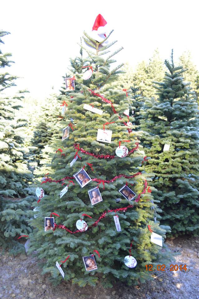 Hubert's Christmas Trees: farm photo