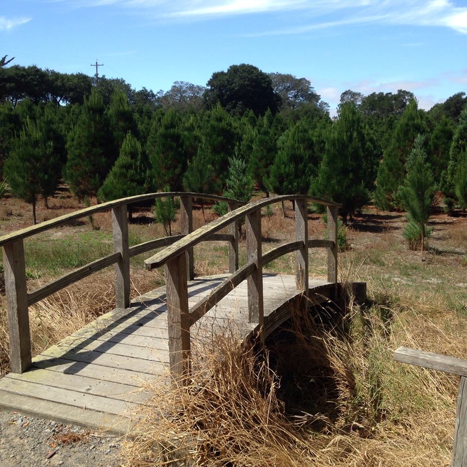 Larsen's Christmas Tree Farms: farm photo