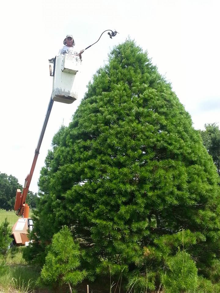 Santa’s Christmas Tree Forest: farm photo