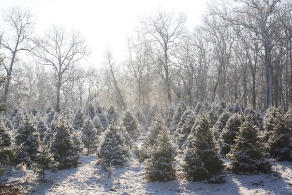 Charlie Brown's Christmas Tree Farm: farm photo