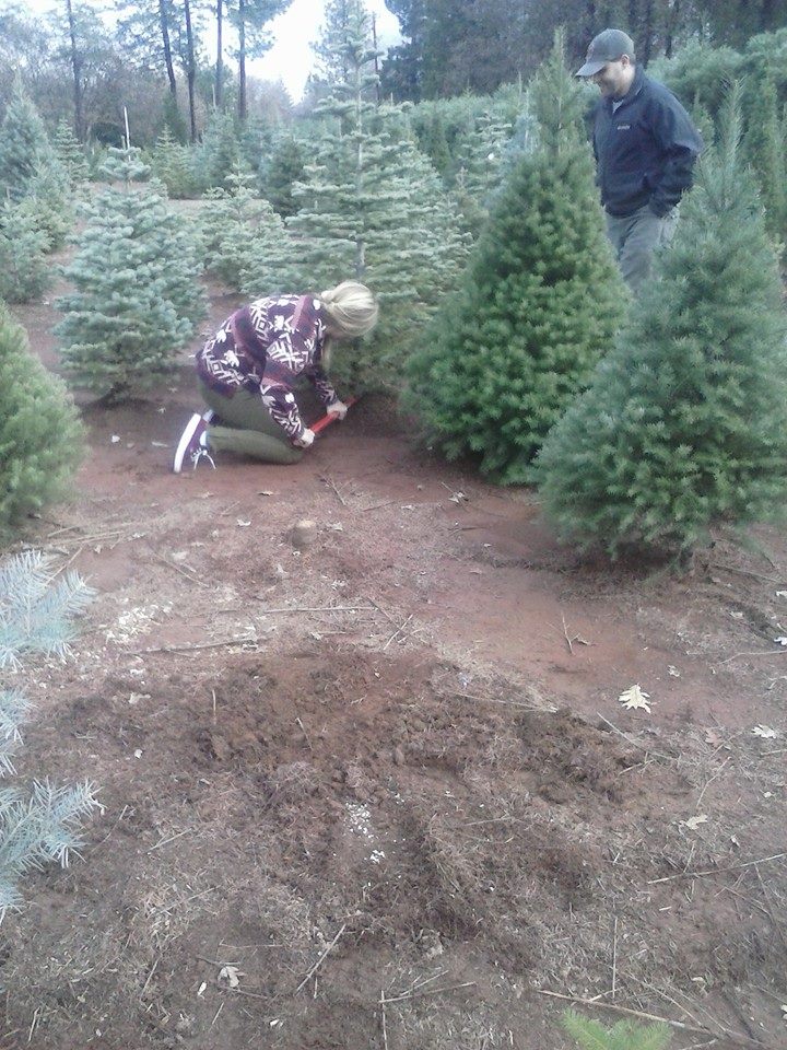 McBurney Christmas Tree Farm: farm photo