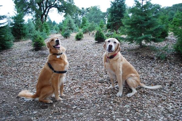 Crest Ranch: farm photo