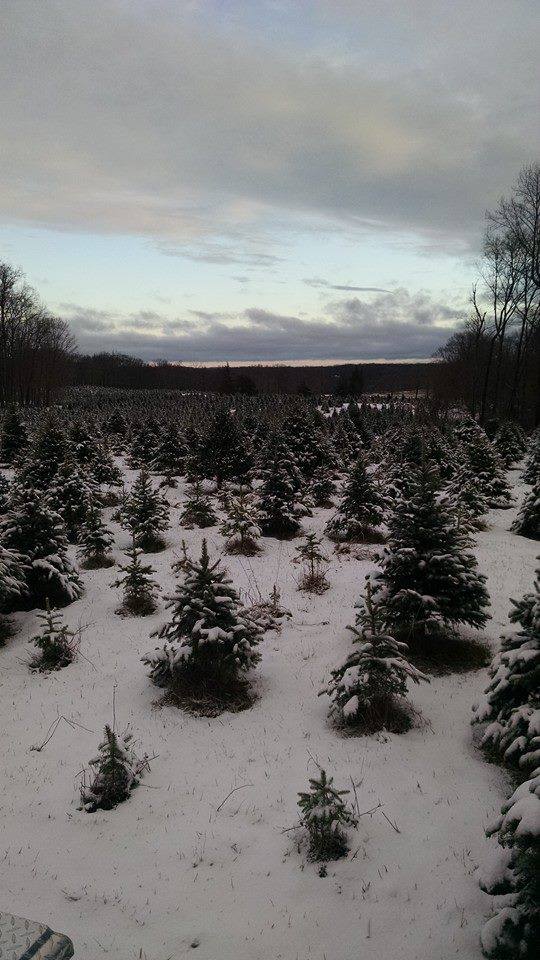 Maple Row Farm: farm photo