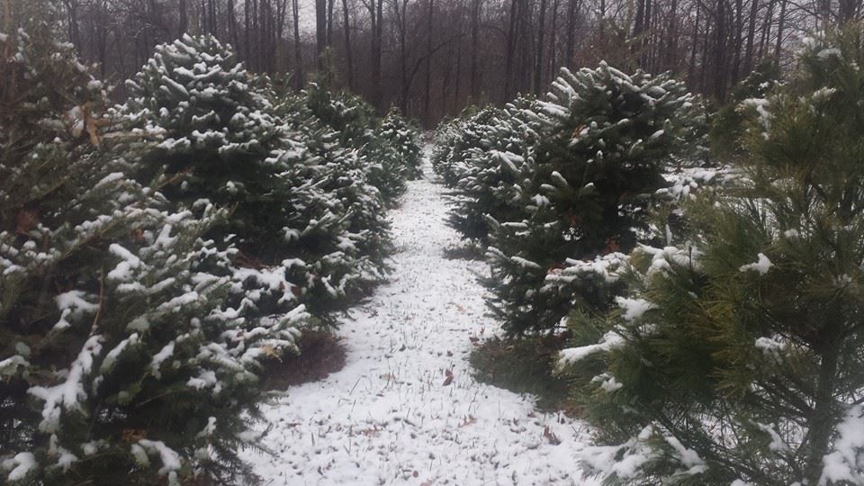 A Snowball's Chance Tree Farm: farm photo