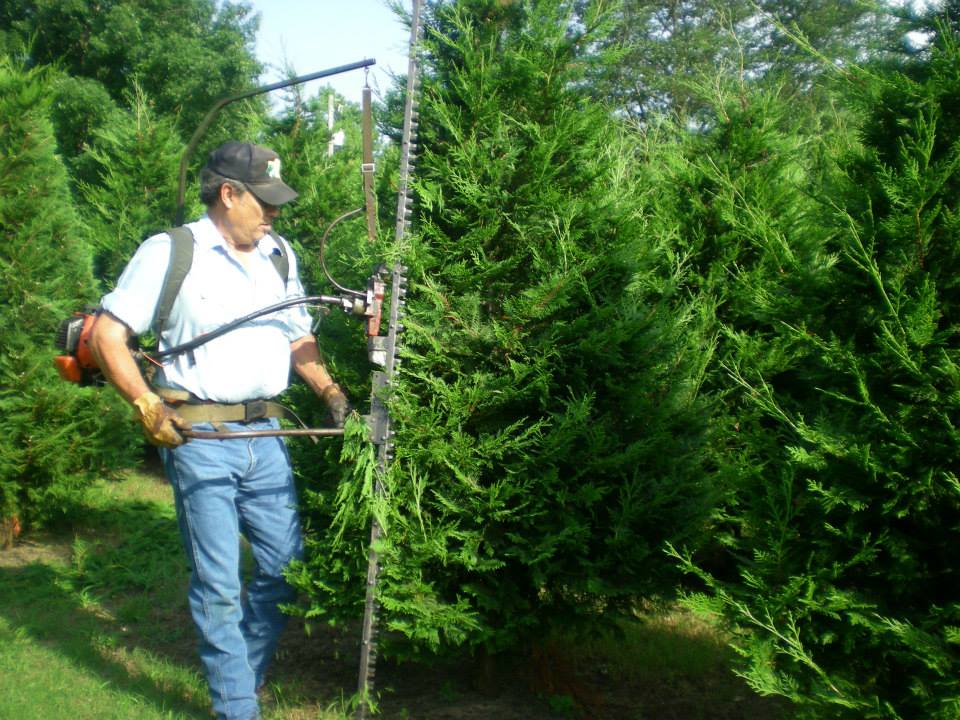 Mountain View Christmas Tree Farm: farm photo