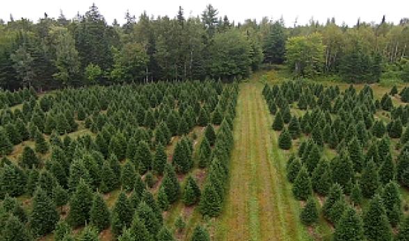 Hilltop Tree Farm: farm photo