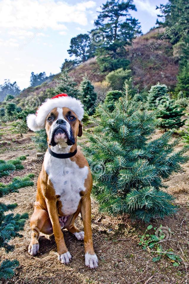 Bengtson Christmas Tree Farm: farm photo