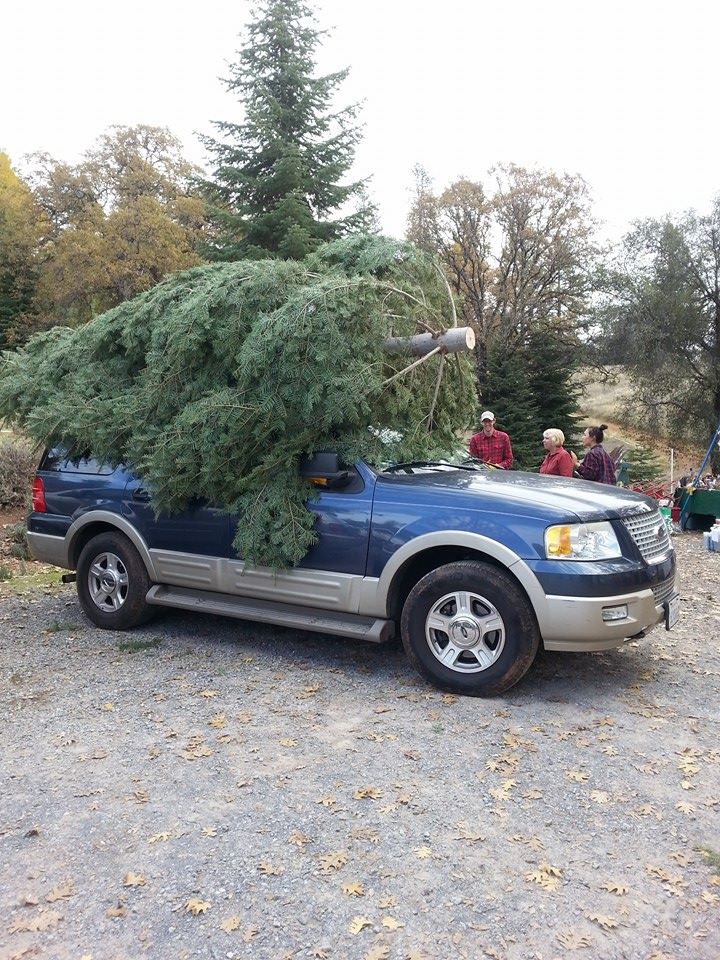 Greenwood Christmas Tree Farm: farm photo