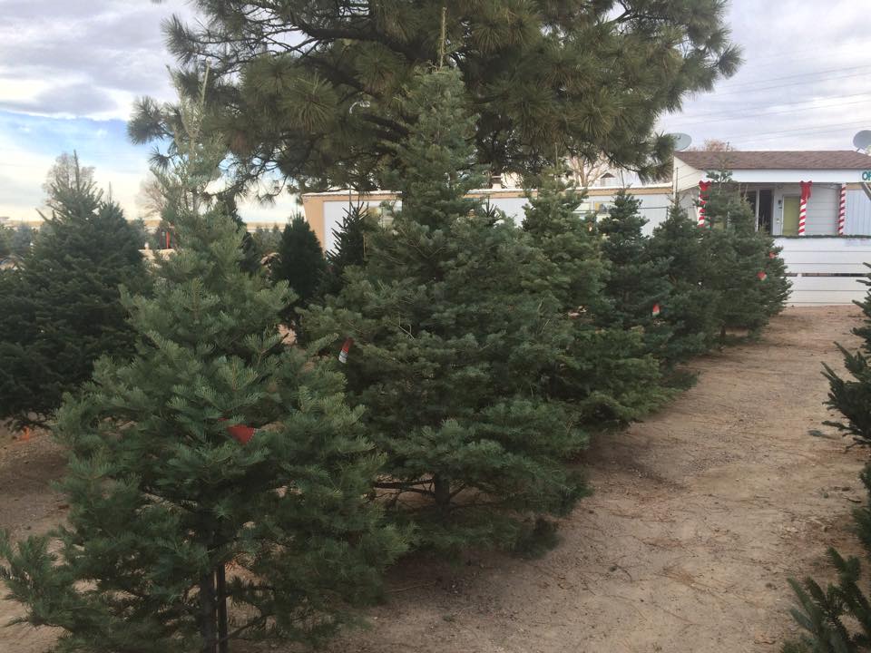 Heidrich’s Colorado Tree Farm Nursery LLC: farm photo