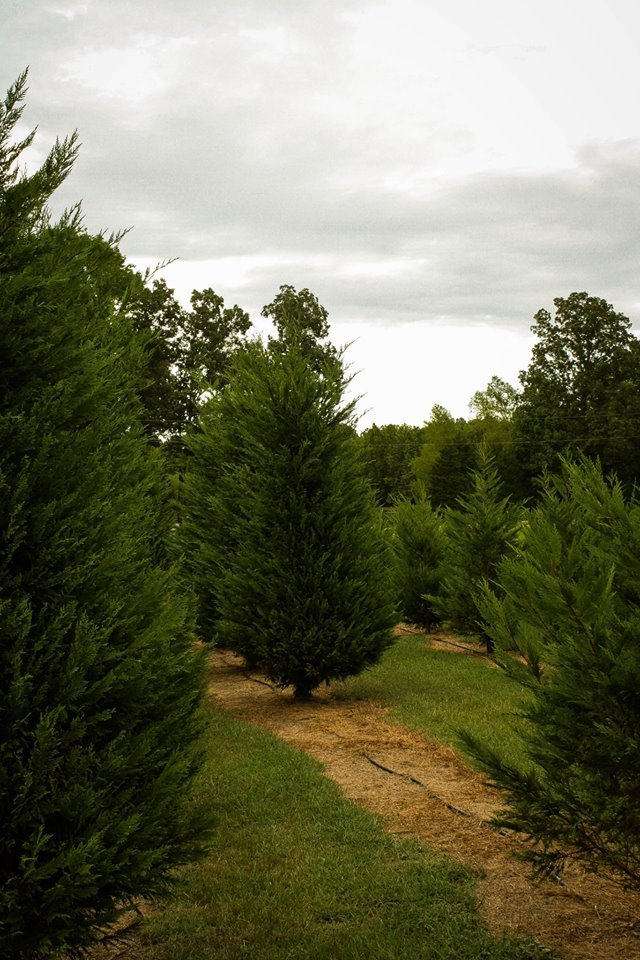 Papa Santa’s Christmas Tree Farm: farm photo