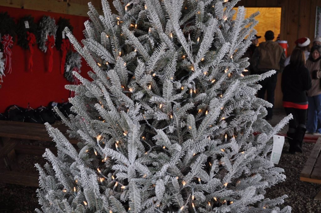 Beavers Christmas Tree Farm: farm photo