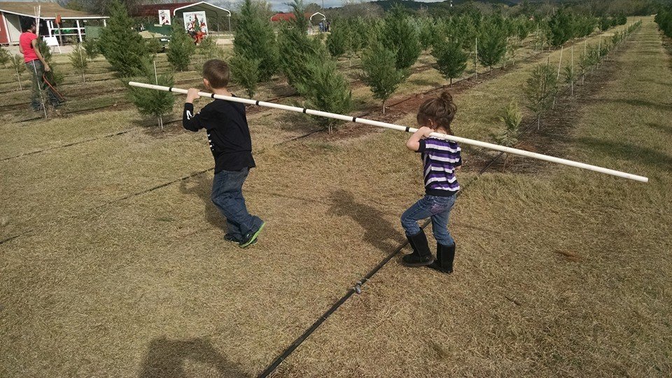 Pipe Creek Christmas Tree Farm: farm photo