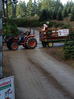 Hubert's Christmas Trees: farm photo