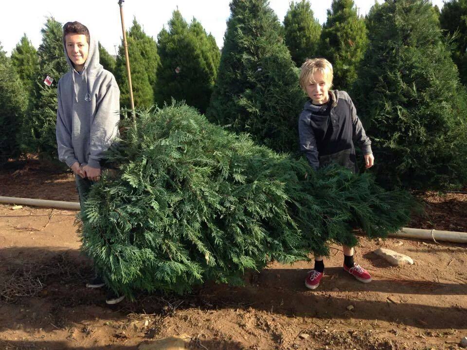 Peltzer Pines – Brea Tree Farm: farm photo
