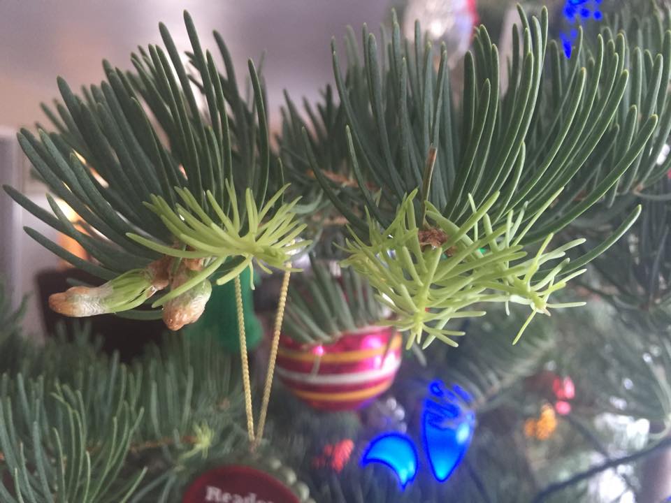 Heidrich’s Colorado Tree Farm Nursery LLC: farm photo