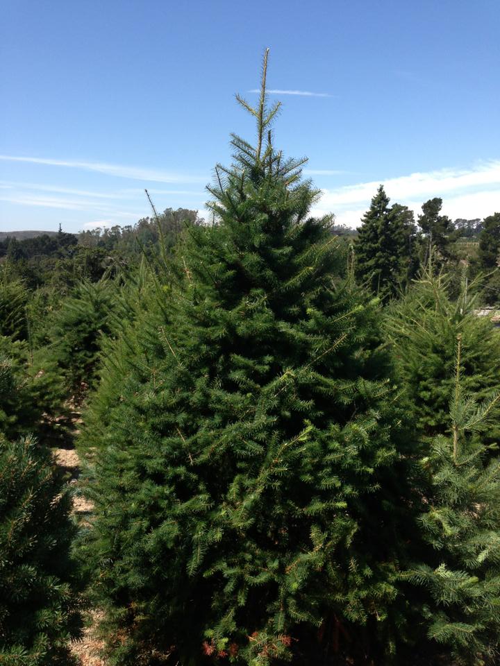 Garlock Christmas Tree Farm: farm photo