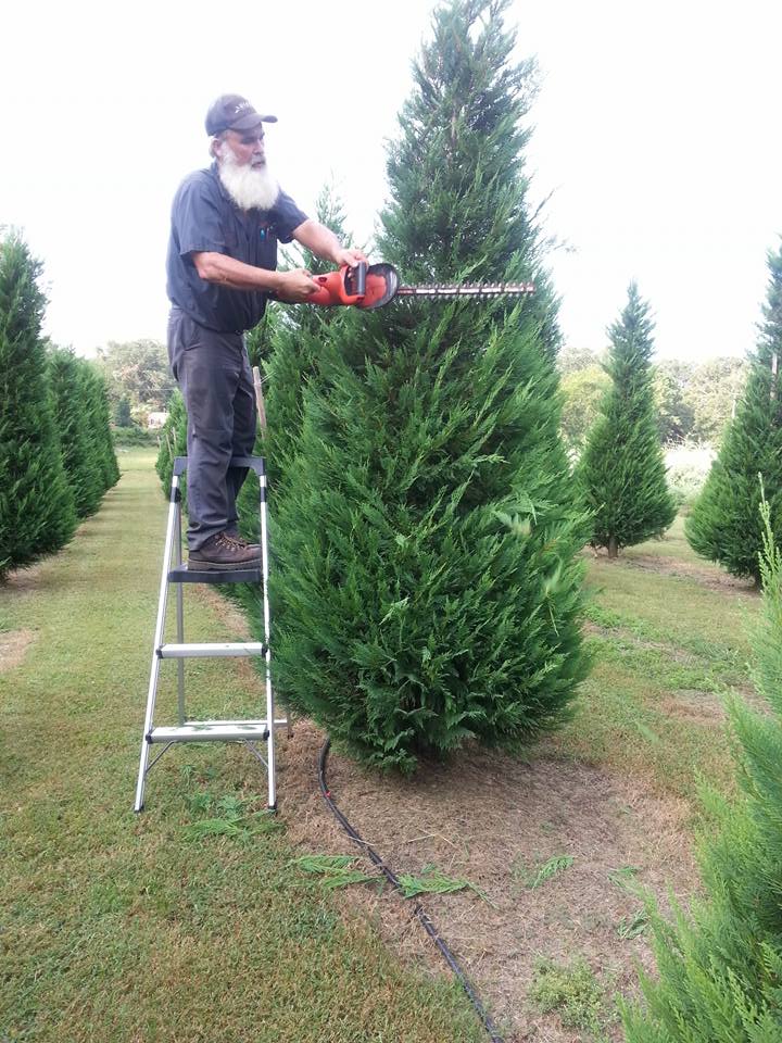 Papa Santa’s Christmas Tree Farm: farm photo