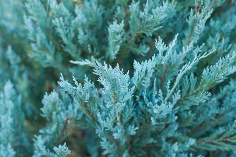 CreekSide Tree Nursery: farm photo