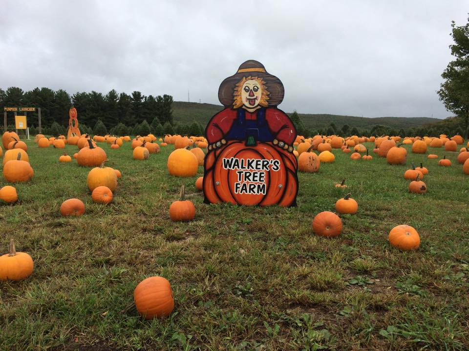 Walker’s Tree Farm: farm photo