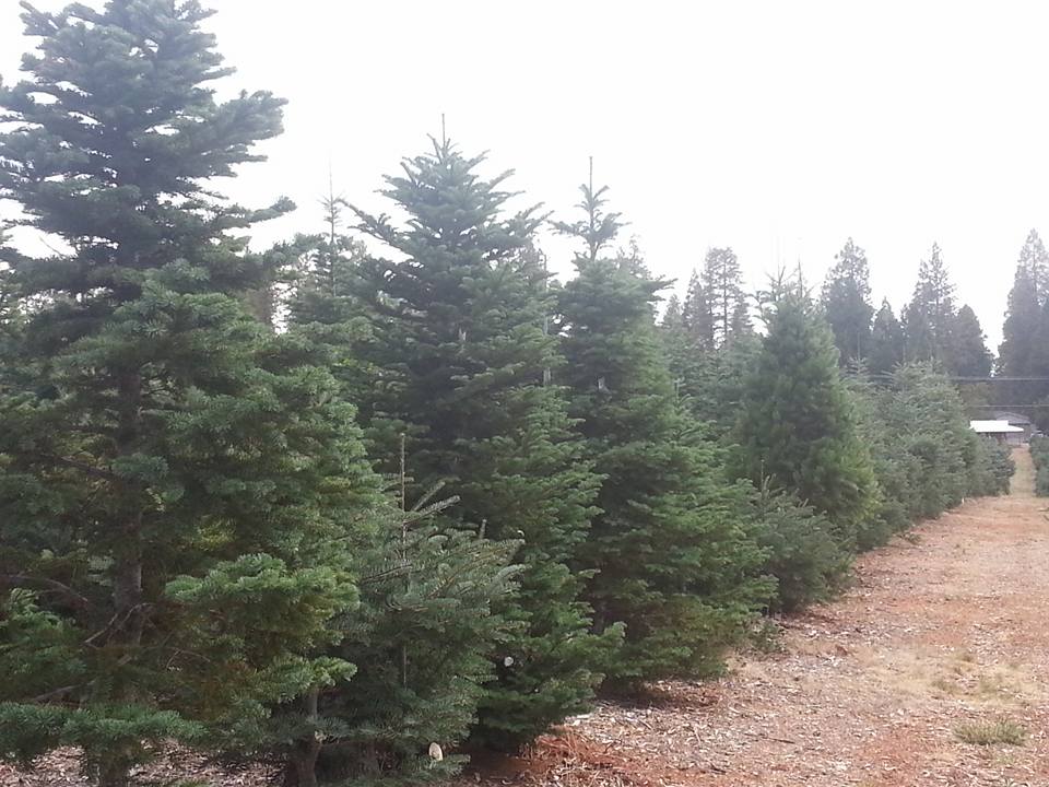 McGee Christmas Tree Farm: farm photo