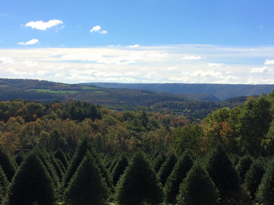 Walker’s Tree Farm: farm photo
