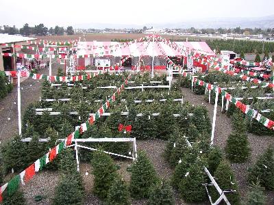 Battaglia Ranch Christmas Tree Farm: farm photo