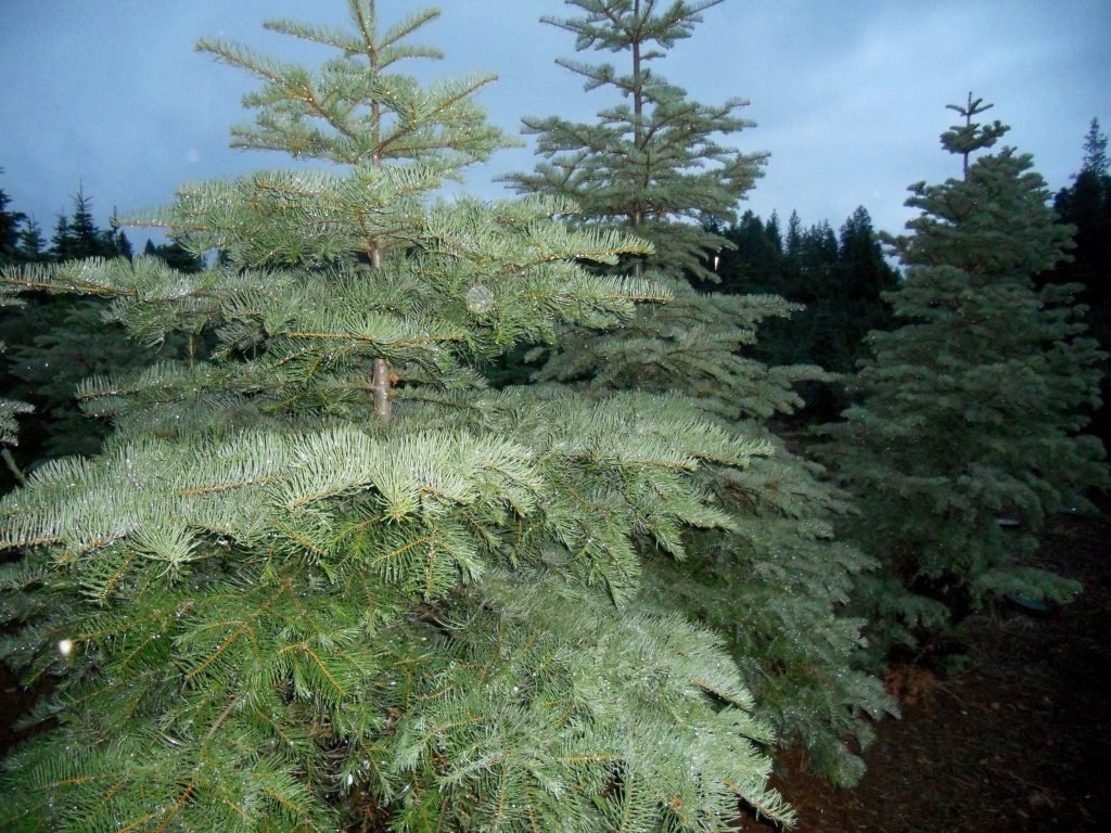 Carson Ridge Evergreens: farm photo