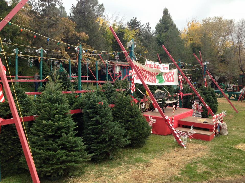 Poppy Lane Christmas Farm: farm photo
