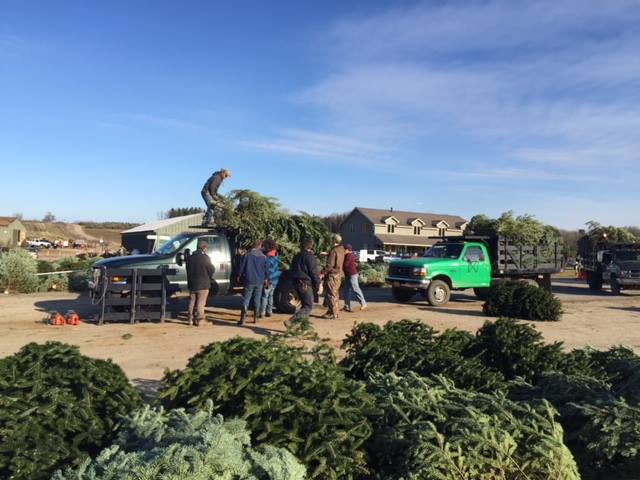 Bob's Trees: farm photo