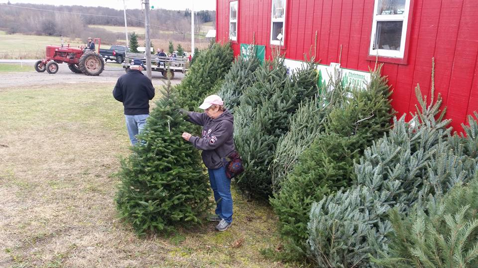 Beckwith Family Christmas Trees & Wreaths: farm photo
