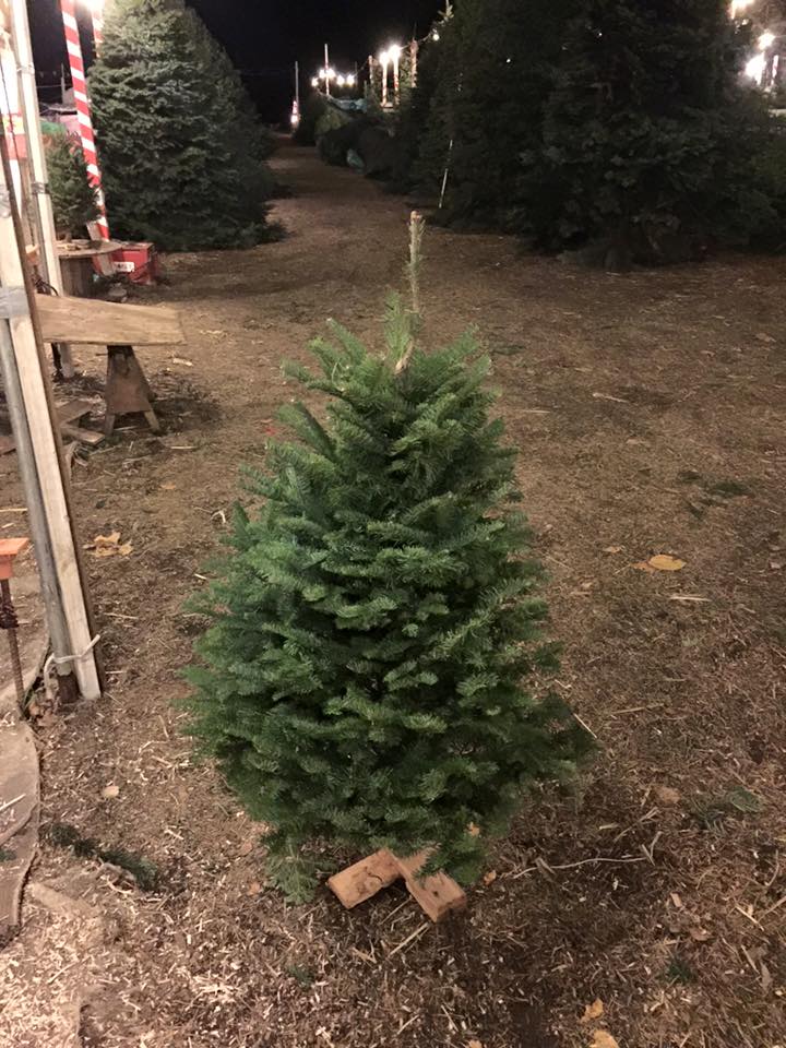Clancy's Christmas Trees – Pumpkin Patch: farm photo