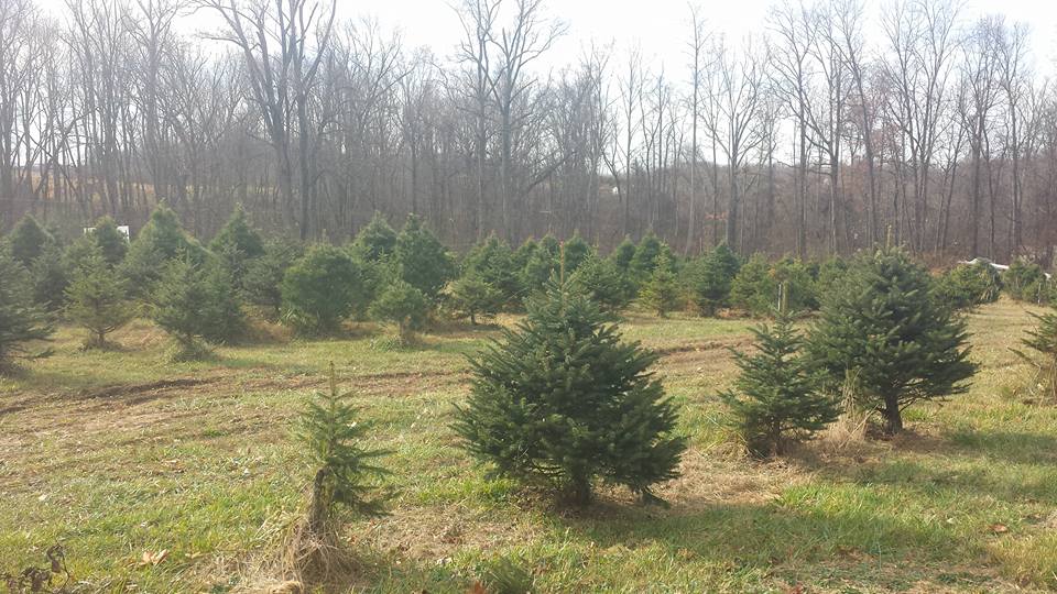 A Snowball's Chance Tree Farm: farm photo