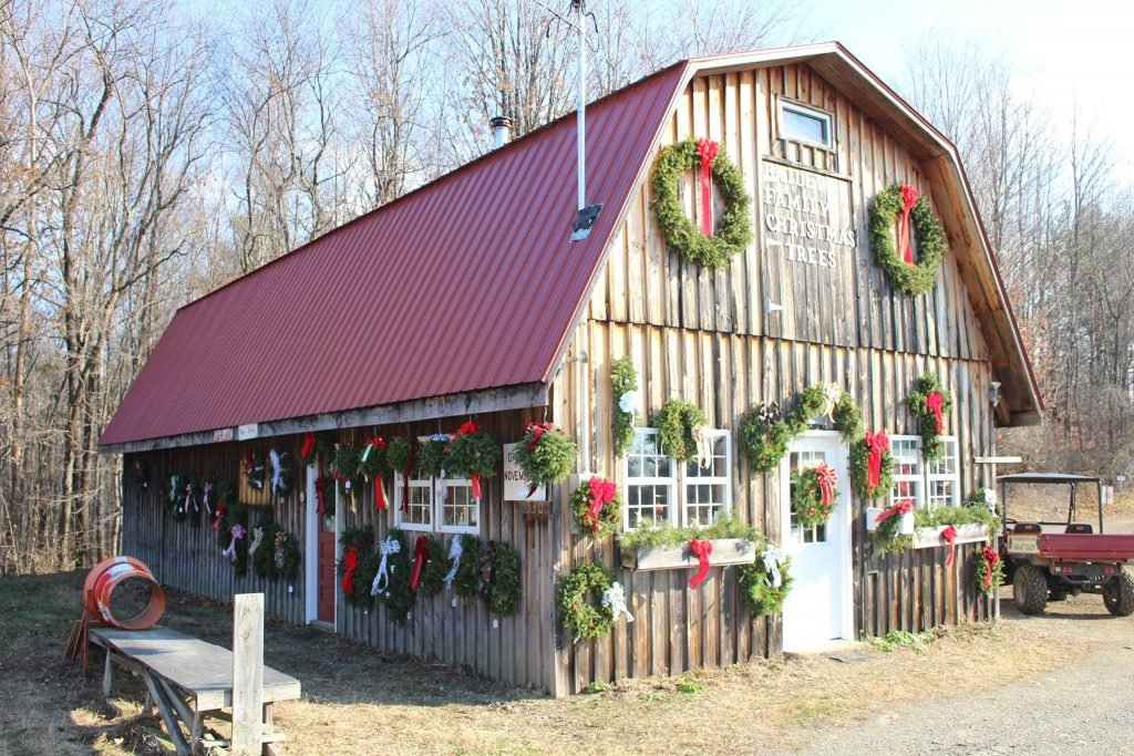 Bailey Family Christmas Trees: farm photo