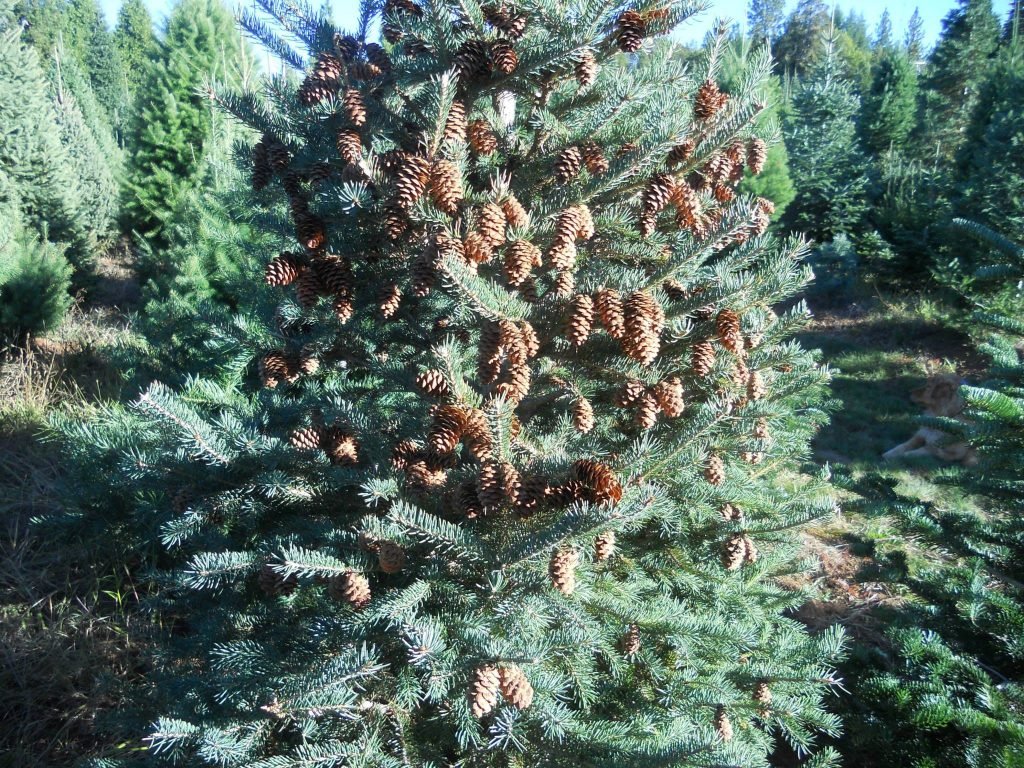 Carson Ridge Evergreens: farm photo