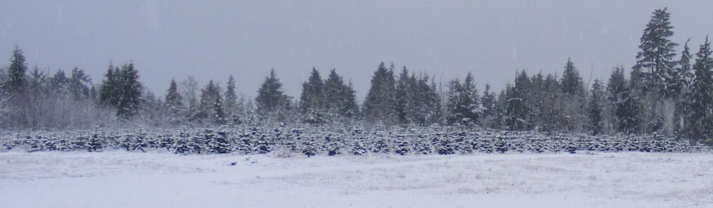 KC's Christmas Tree Farm: farm photo