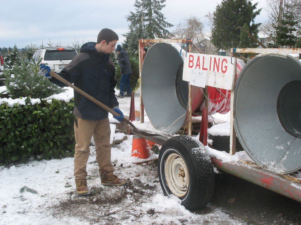 Pfaff's U-cut Christmas Trees: farm photo