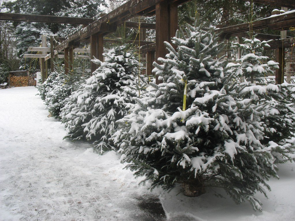 Pfaff's U-cut Christmas Trees: farm photo
