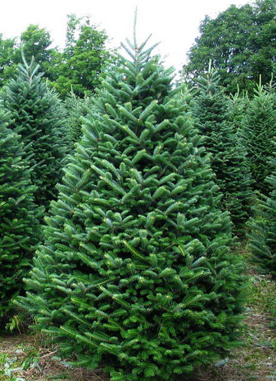 Hilltop Tree Farm: farm photo