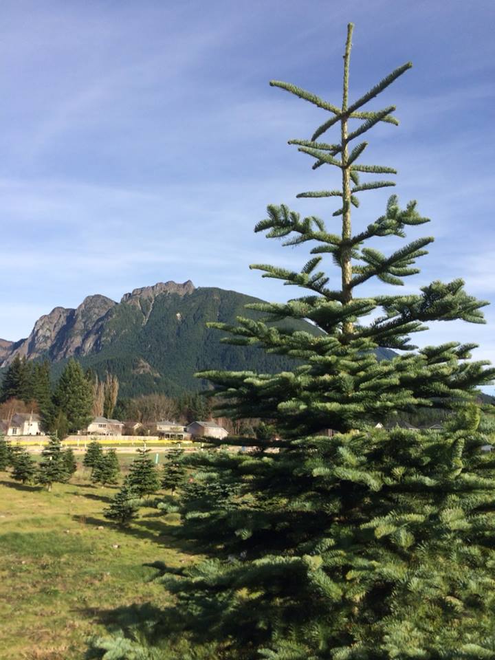Crown Christmas Tree Farm: farm photo