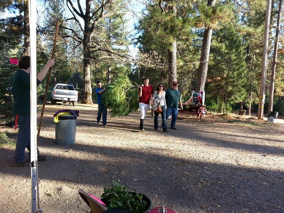 Cal Sierra Tree Farm: farm photo