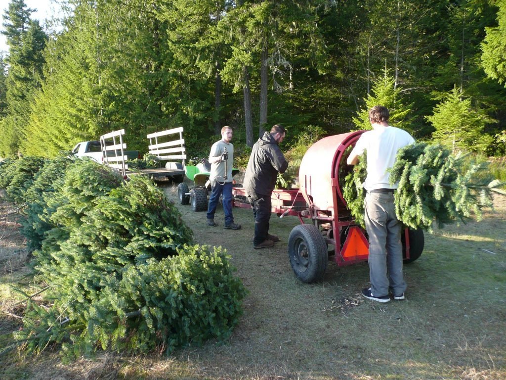 Santa's Christmas Tree's: farm photo