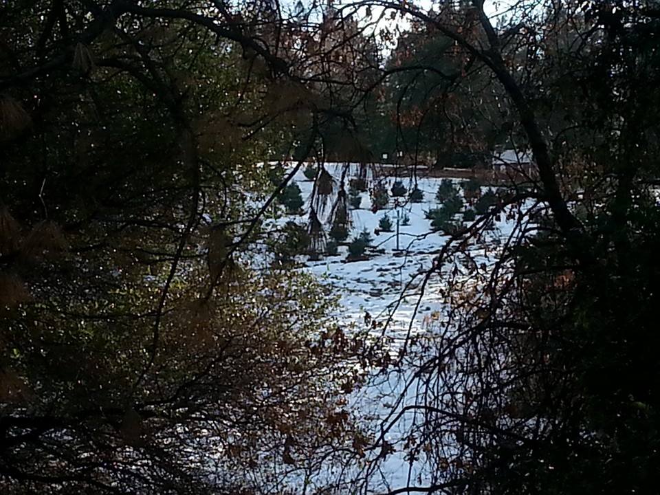 Greenwood Christmas Tree Farm: farm photo