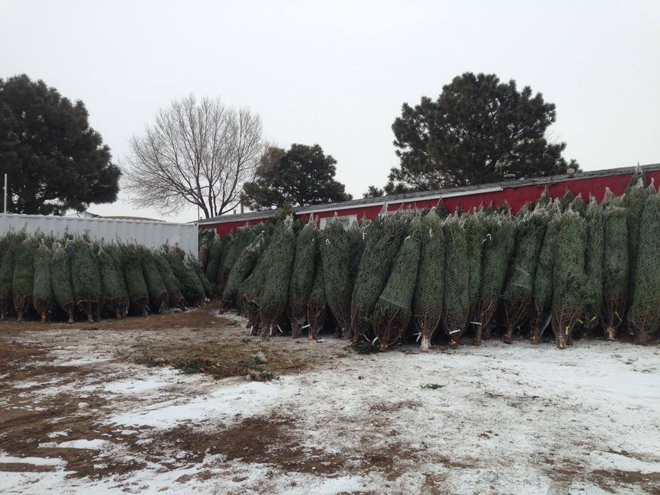 Heidrich’s Colorado Tree Farm Nursery LLC: farm photo