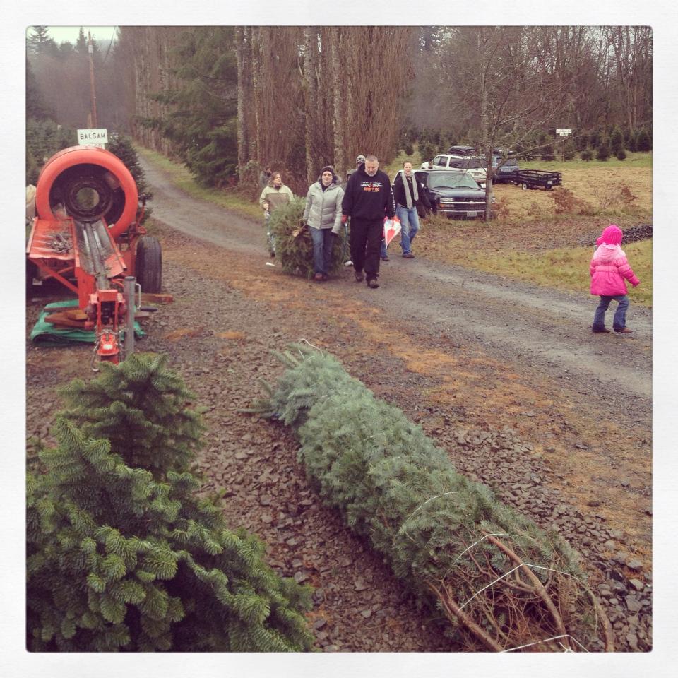 Pilchuck Secret Valley Christmas Trees: farm photo