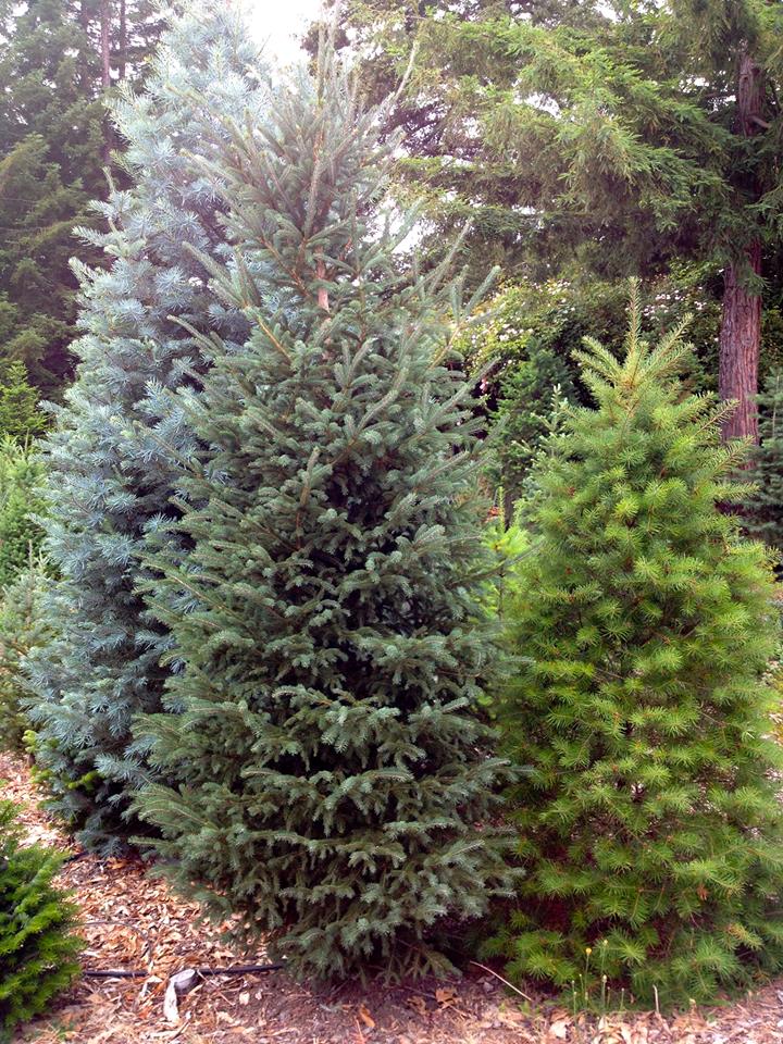 Grandma Buddy's Christmas Trees: farm photo