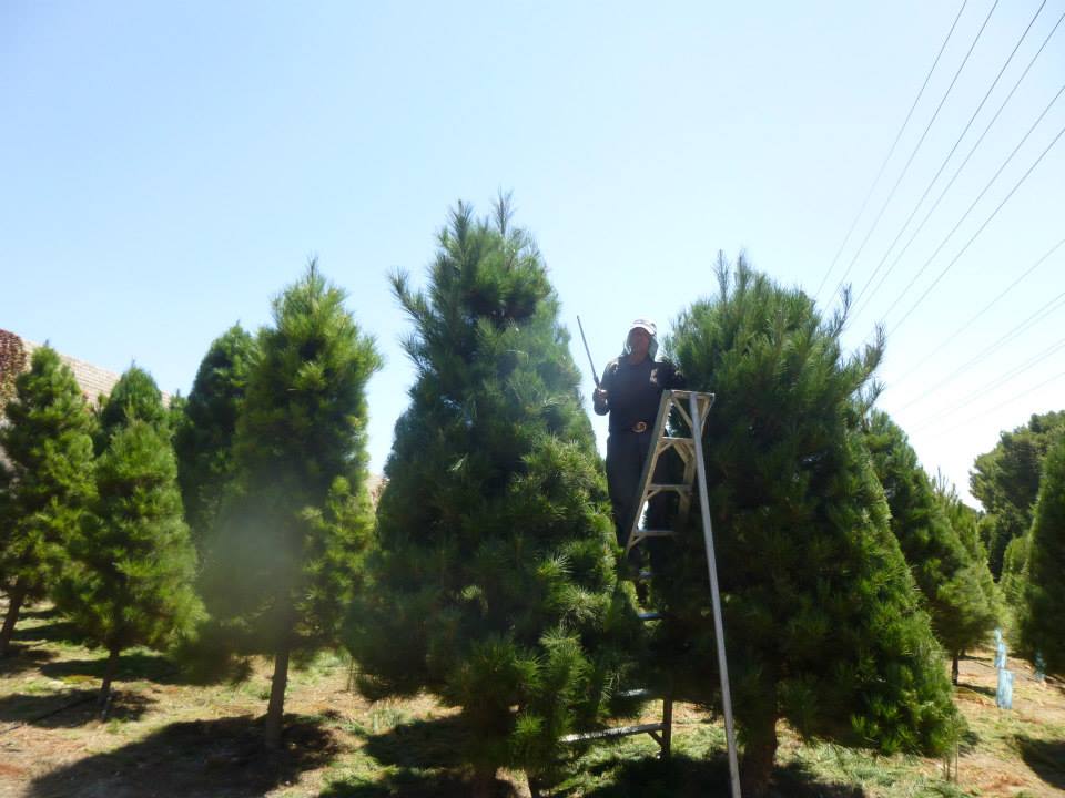 Christmas Ranch Tree Farms – Simi Valley: farm photo