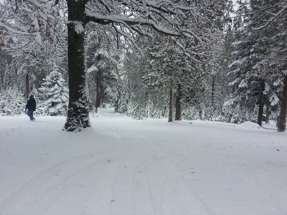 Cal Sierra Tree Farm: farm photo
