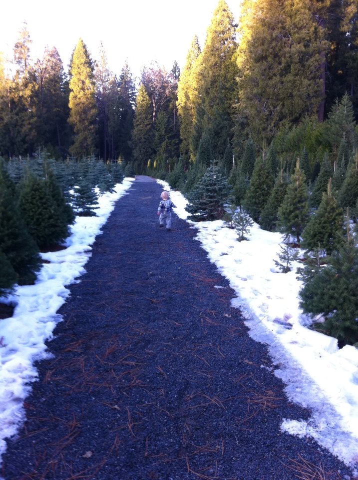 McBurney Christmas Tree Farm: farm photo